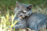 BRITISH SHORTHAIR C022